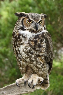 Great Horned Owl Full View clipart