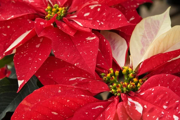 Красные и белые рождественские пуансеттии — стоковое фото