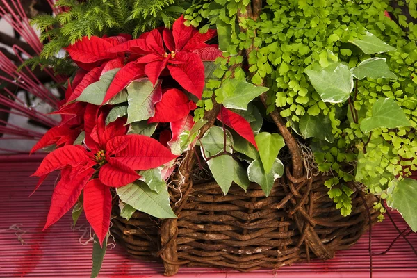 Vánoční Poinsettia Košík — Stock fotografie