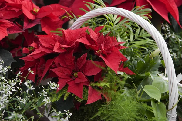 Noel Yılbaşı çiçeği ve ferns sepeti — Stok fotoğraf
