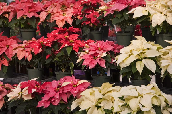 Rode en witte Kerstmis Poinsettia bij kwekerij — Stockfoto
