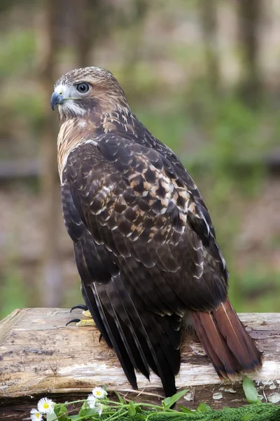 Hawk standing on a rail — Stockfoto