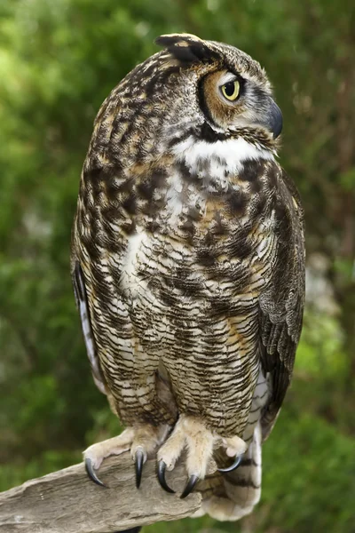Great horned owl helbild — Stockfoto
