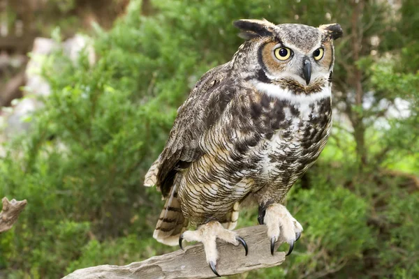 Great Horned Owl Rechtenvrije Stockfoto's