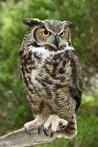 Great horned owl volledige weergave Stockfoto