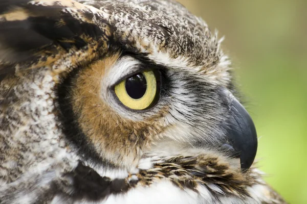 Great horned owl profil — Stockfoto