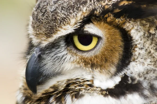 Profil Great horned owl — Zdjęcie stockowe