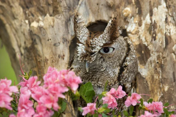 Východní screech owl — Stock fotografie