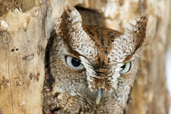 Východní screech owl — Stock fotografie