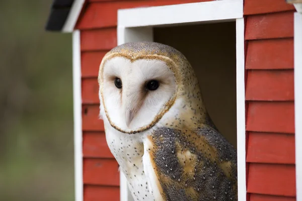 Barn Owl in Red Barn — Stock Photo, Image