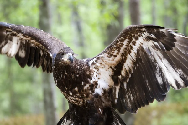 Joven águila calva —  Fotos de Stock