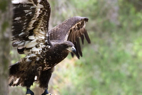 Jonge bald eagle — Stockfoto