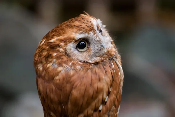 Oost-screech owl — Stockfoto