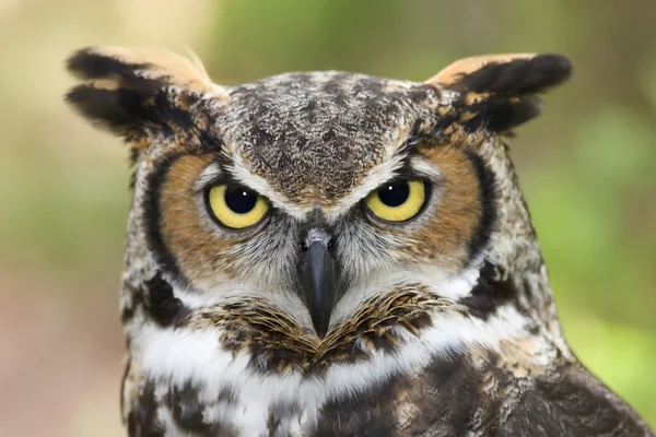 Great horned owl hoofd geschoten Rechtenvrije Stockfoto's