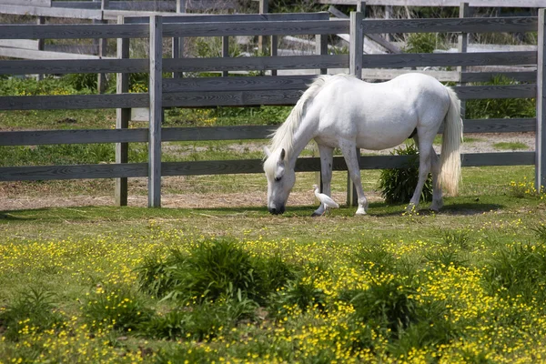 Häst på en betesmark — Stockfoto