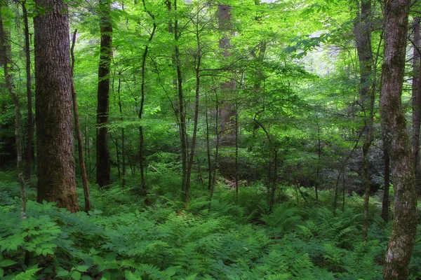 Zomer bos — Stockfoto