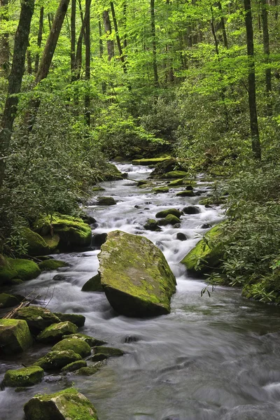 Ruisseau dans la forêt — Photo