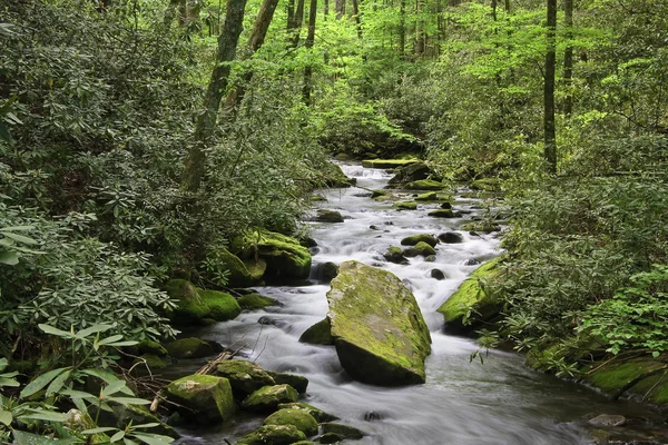 Creek in the Forest — Stock Photo, Image