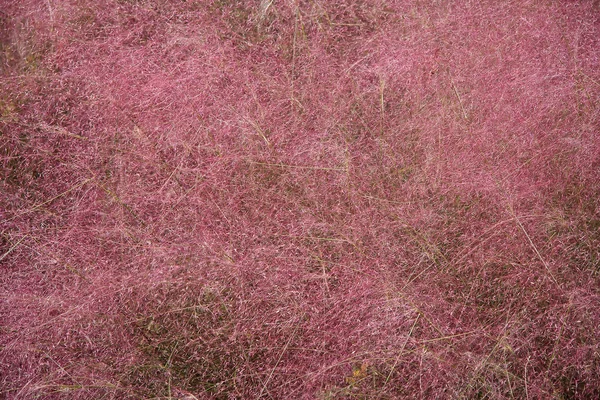 stock image Purple Love Grass