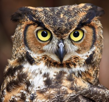 Great Horned Owl Head Shot clipart