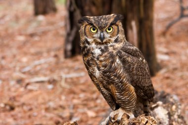 Great Horned Owl Full View clipart