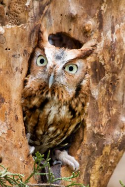 Screech Owl clipart