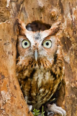 Screech Owl clipart
