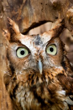 Eastern Screech Owl clipart