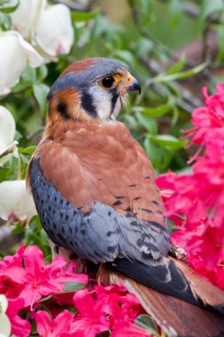 American Kestrel clipart