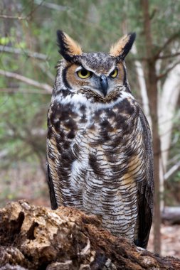 Great Horned Owl clipart