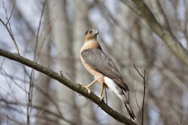 Cooper's Hawk clipart