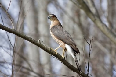 Coopers Hawk clipart