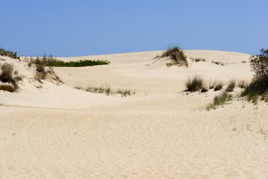 strand zand en zee haver