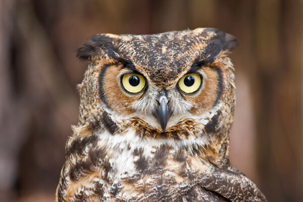 Great Horned Owl Head Shot