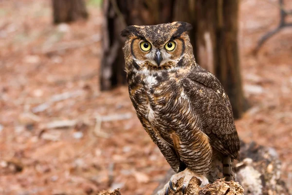 Great horned owl helbild — Stockfoto