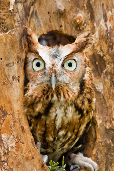Screech Owl — Zdjęcie stockowe