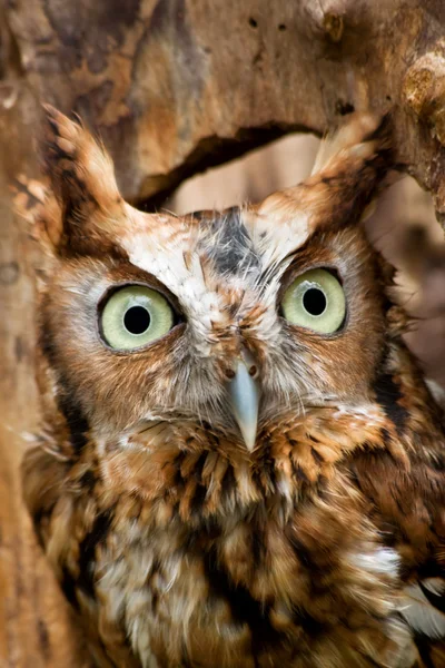 Eastern Screech Owl — Stock Photo, Image