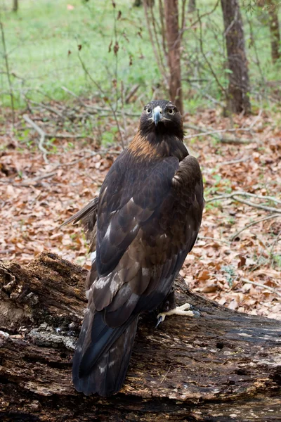 Golden Eagle in the Woods — Stock Photo, Image