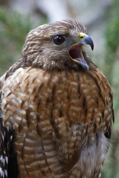 Jastrząb, squawking — Zdjęcie stockowe