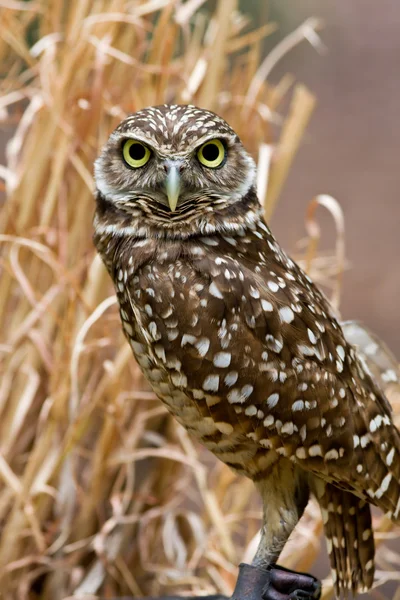 Erdkauz — Stockfoto