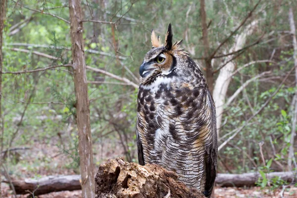 Great horned owl in het bos — Stockfoto