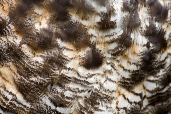 Owl Feathers — Stock Photo, Image