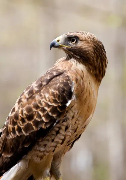 Boční pohled na červené tailed hawk — Stock fotografie