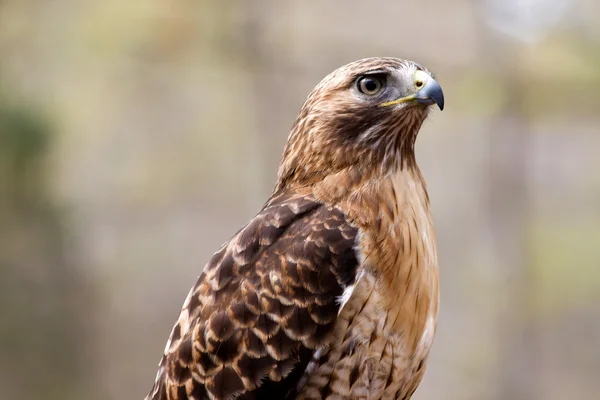 Rode tailed hawk — Stockfoto