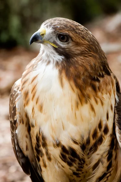 Pohled zepředu na červené tailed hawk — Stock fotografie