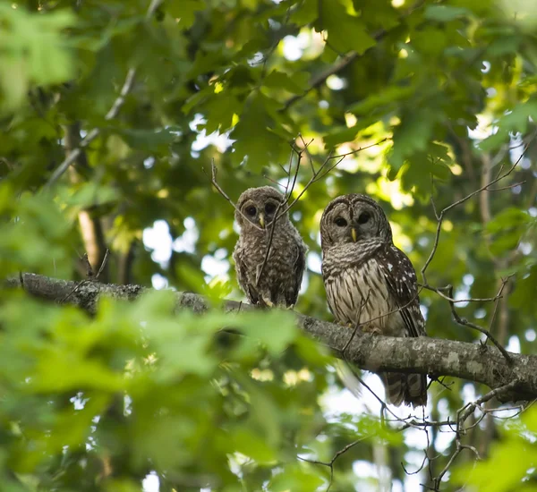 Mother and Baby Barred Owl — Stock Photo, Image