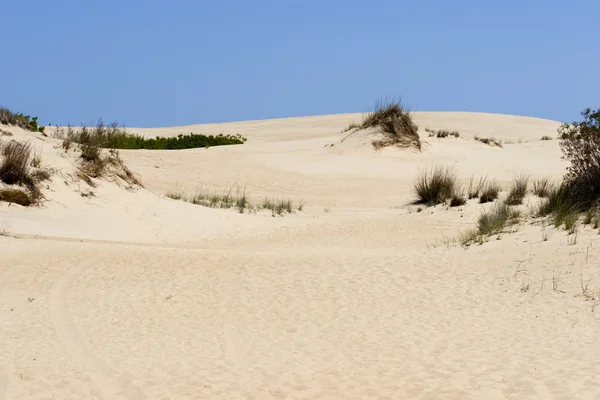 Beach Sand and sea oats — Stock Photo, Image