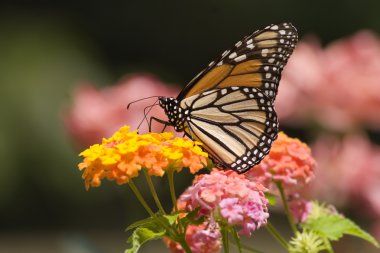 Monarch Butterfly clipart