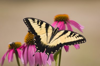 Swallowtail Butterfly on Cone Flowers clipart