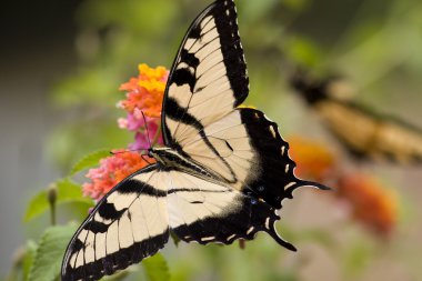 Swallowtail Butterfly on Lantana clipart